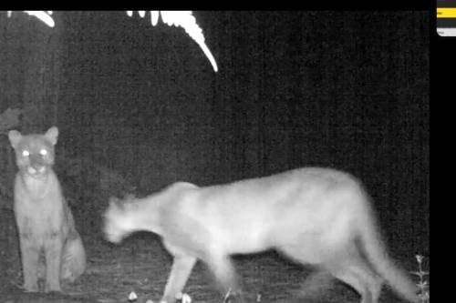 Video: Aún hay esperanza para la naturaleza; captan pumas en vida silvestre en Edomex